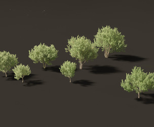 Kiggelaria africana - the wild peach
