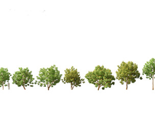 Paubrasilia echinata - Brazilwood