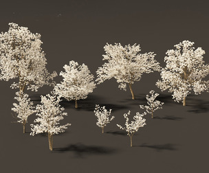 Tabebuia roseoalba - White Ipe
