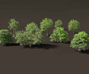 Tamarindus indica - Tamarind tree