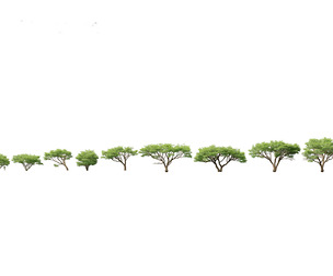 Vachellia tortilis - Umbrella thorn acacia