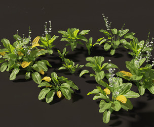 Echinodorus grandiflorus - Rangeri Sword Plan