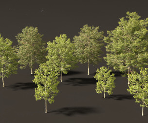 Acer buergerianum - Trident maple 01