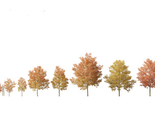 Acer buergerianum - Trident maple 02