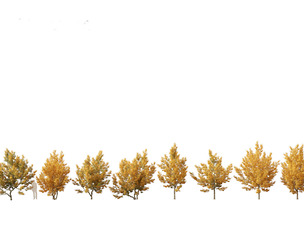 Acer campestre - Hedge maple 01