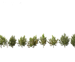 Acer campestre - Hedge maple 02