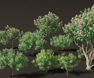 Chitalpa tashkentensis - Pink Dawn Chitalpa