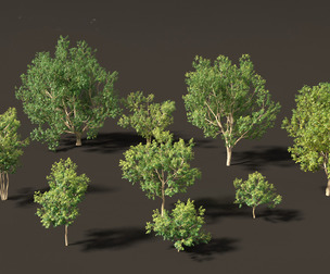 Styphnolobium japonicum - Japanese pagoda tree 01