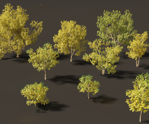Styphnolobium japonicum - Japanese pagoda tree 03