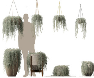 dichondra argentea - silver ponysfoot