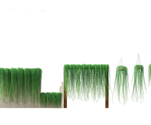 Tarlmounia elliptica - Curtain Creeper