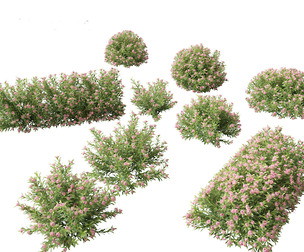 Daphne Spring Pink Eternal Fragrance