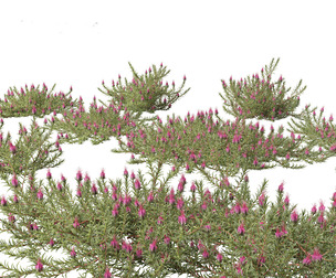 Darwinia taxifolia - Myrtaceae