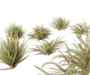 Grevillea rosmarinifolia - rosemary grevillea