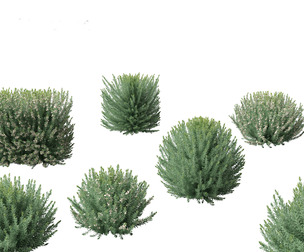 Grey Box Westringia - Native rosemary