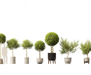 Laurus nobilis - Bay Tree 01