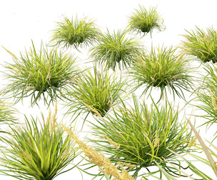 Lomandra longifolia - Spiny-head mat-rush