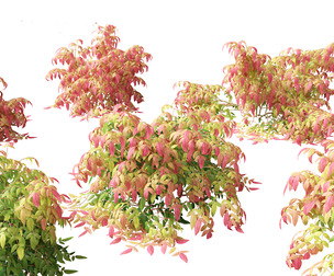 Nandina pygmaea - Dwarf sacred bamboo 01
