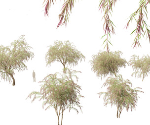 Burgundy Myrtle - Burgundy Willow Myrtle