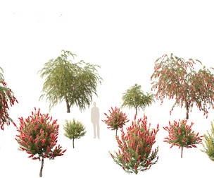 Callistemon endeavour - Bottlebrush
