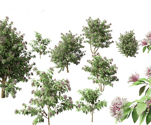 Clerodendrum quadriloculare - Starburst Shrub