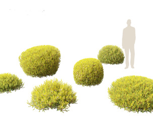 Coleonema pulchellum Aurea - Golden Diosma