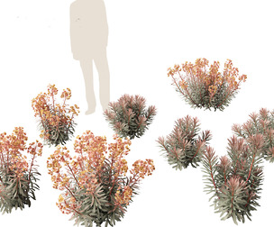 Euphorbia Blackbird - Spurge