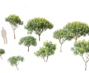 Euphorbia bourgeana - Tree Euphoria