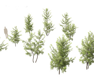Gleditsia triacanthos - Green Honey Locust