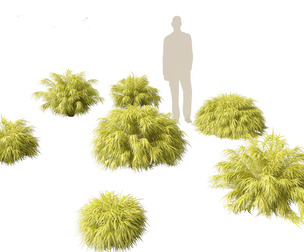 Hakonechloa macra - Green Forest Grass