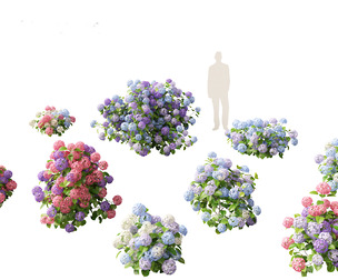 Hydrangea macrophylla - Bigleaf hydrangea