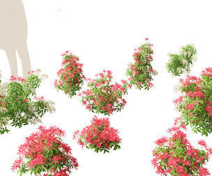 Pieris Japonica Forest Flame