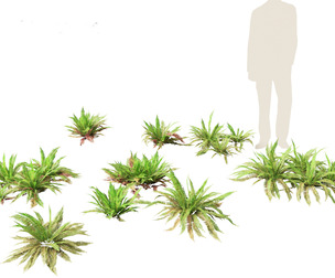 Polystichum munitum - Swordfern