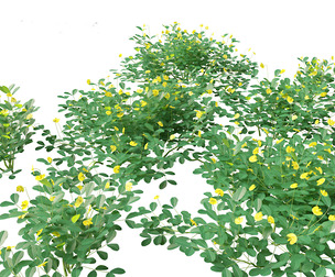 Arachis pintoi - Yellow Peanut Plant