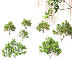 Barringtonia Acutangula - Freshwater Mangrove