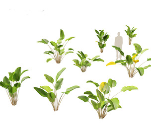 Calathea lutea-Cuban Cigar