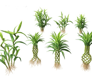 Dracaena sanderiana - Lucky Bamboo