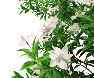 Gardenia jasminoides - Cape Jasmine