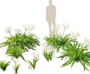 Hymenocallis littoralis - Spider Lily