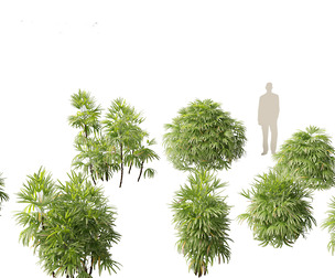 Rhapis excelsa - Bamboo palm