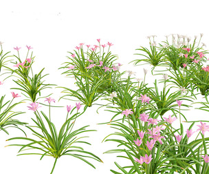 Zephyranthes - Storm Lily