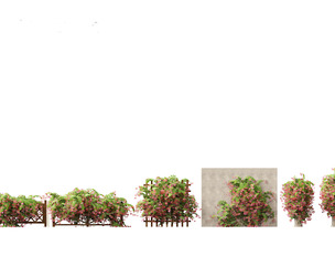 Combretum indicum - Rangoon Creeper