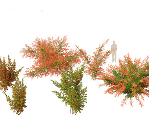 Pyracantha coccinea - Scarlet firethorn 01