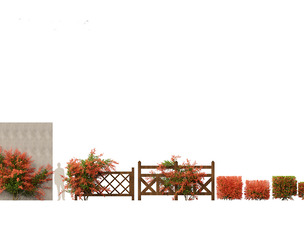 Pyracantha coccinea - Scarlet firethorn 02
