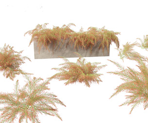 Russelia equisetiformis - Coral Plant Firecracker