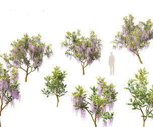 Wisteria sinensis - Chinese wisteria 01