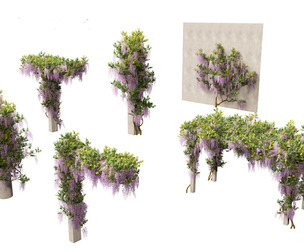 Wisteria sinensis - Chinese wisteria 02