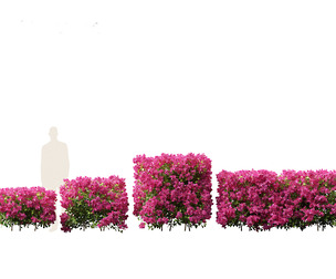 Bougainvillea glabra - Lesser bougainvillea 01
