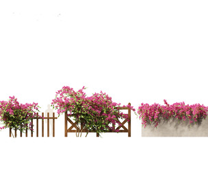 Bougainvillea glabra - Lesser bougainvillea 03