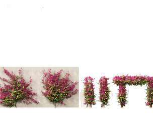 Bougainvillea glabra - Lesser bougainvillea 03